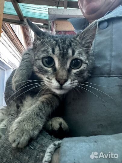 Кот