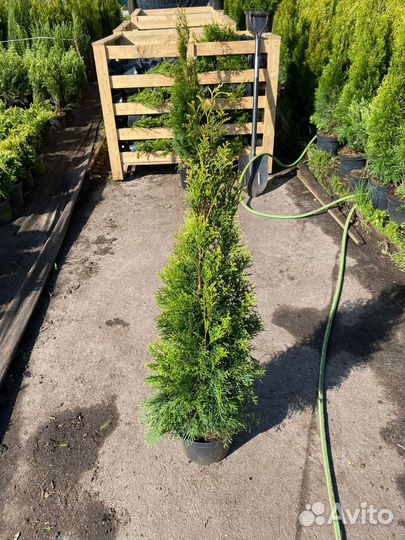 Туя смарагд 90-100см