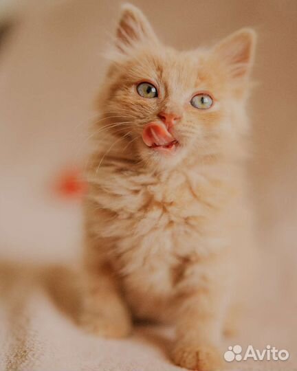 Персиковое чудо Плюшик котенок мальчик