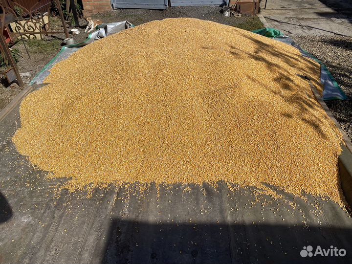 Ячмень пшеница кукуруза