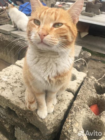 Кастрированный кот