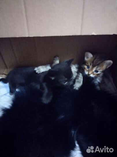 Котята хотят домой