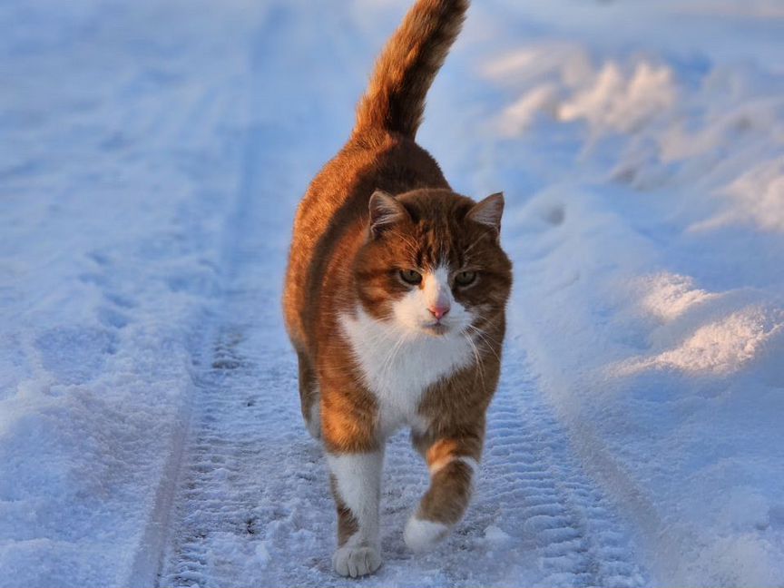 Кошечки в добрые ответственные руки