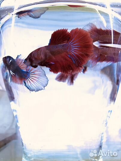 Рыбки микрорасбора бригитт и др. аквариумные
