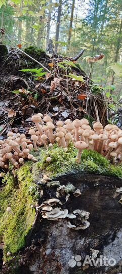 Грибы опята свежий сбор