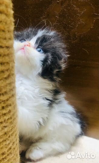 Котенок Хайленд-Фолд