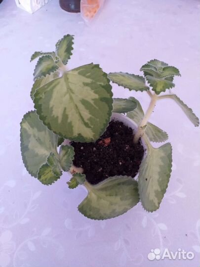 Комнатные растения