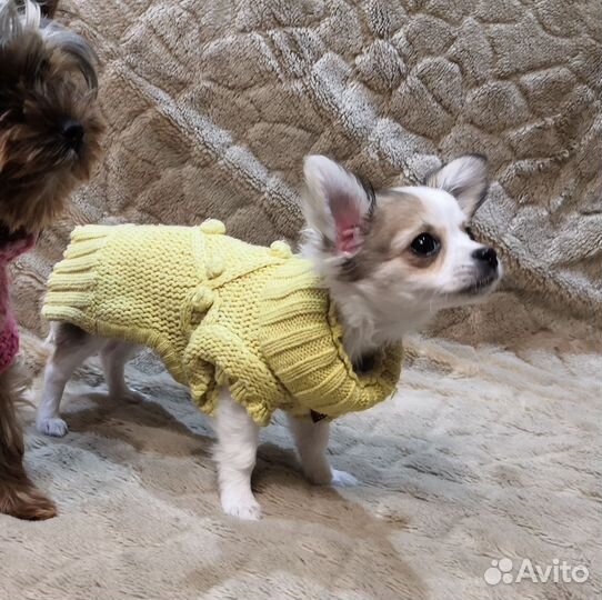 Комбинезоны и др. одежда и обувь для мелких собак