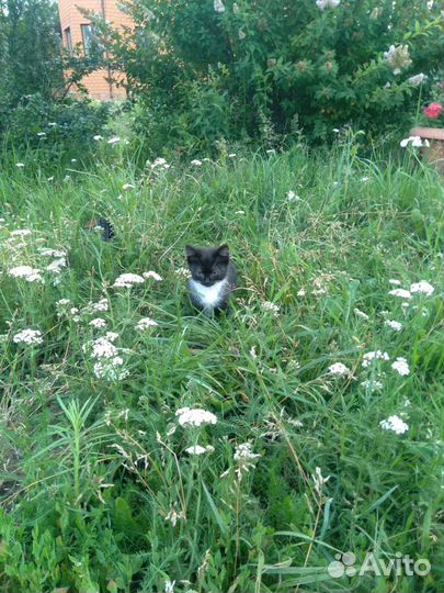 Котята в добрые руки бесплатно кошечки