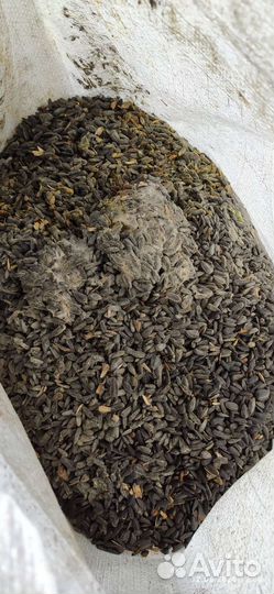 Семена подсолнечника