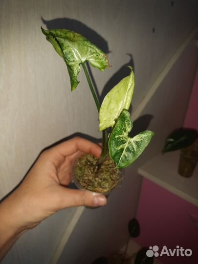 Комнатные цветы