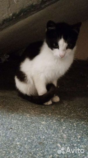 Кошка в дар бесплатно