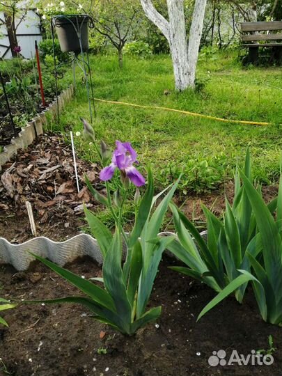 Ирисы бородатые