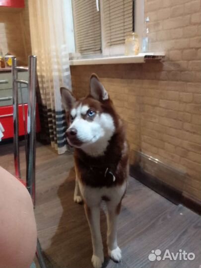 Сибирский хаски вязка