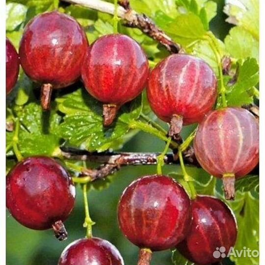 Саженцы бесшипого крыжовника зкс