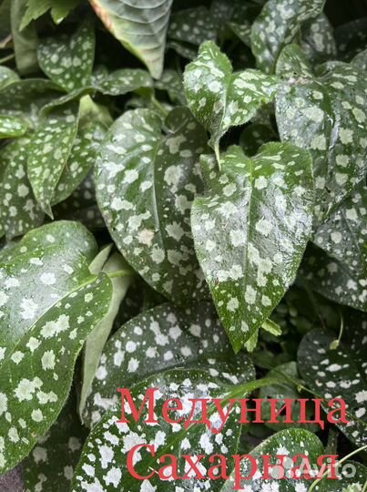 Многолетние растения для сада - одна цена