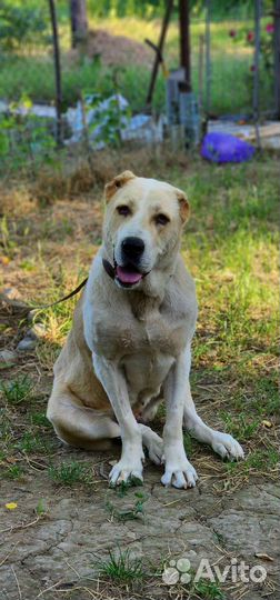 Среднеазиатская овчарка