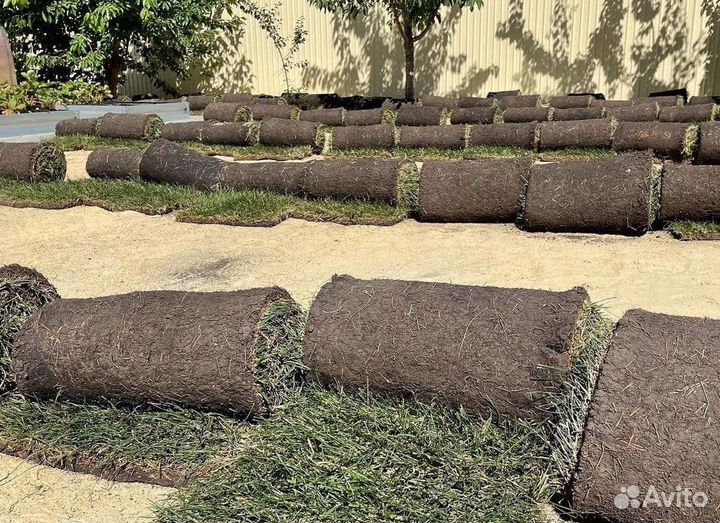 Рулонный газон