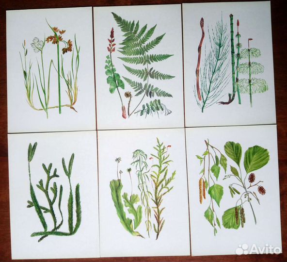 Набор открыток юному ботанику