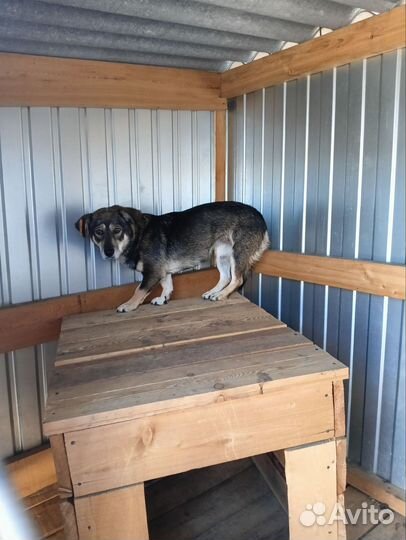 Собака с приюта в добрые руки