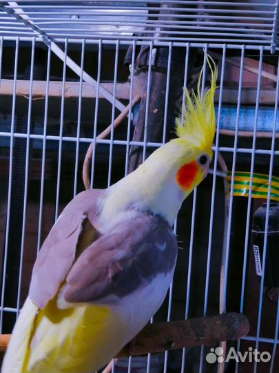 Попугай корелла и какарик, птенцы