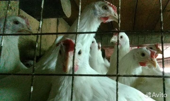 Домашняя птица