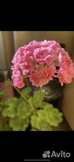 Герань розебудная