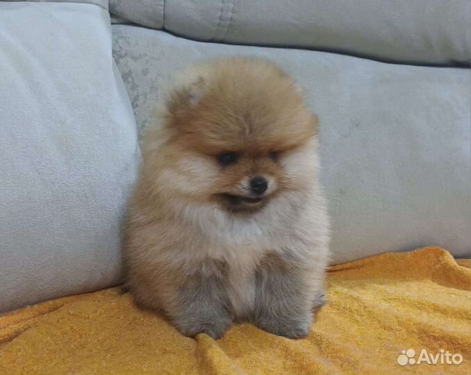 Померанский шпиц медвежьего типа