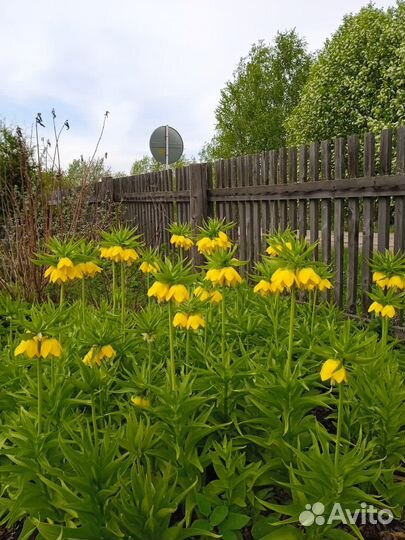 Луковицы рябчика императорского