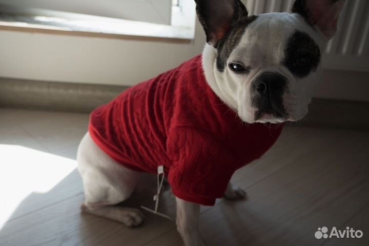 Одежда для бульдогов, мопсов