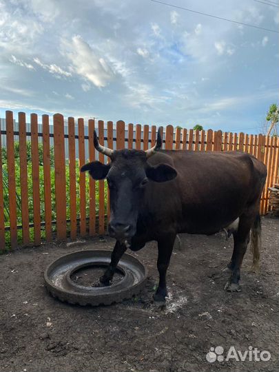 Коровы дойные молочные