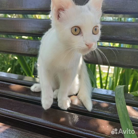 Кошечка-подкидыш