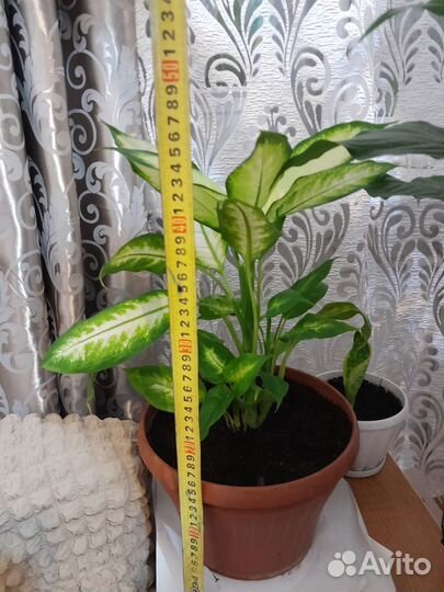 Диффенбахия