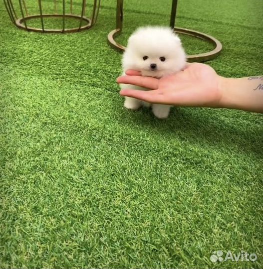 Шпиц померанский супер-мини лапочки