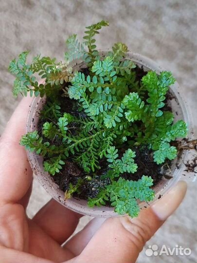 Растения для флорариума