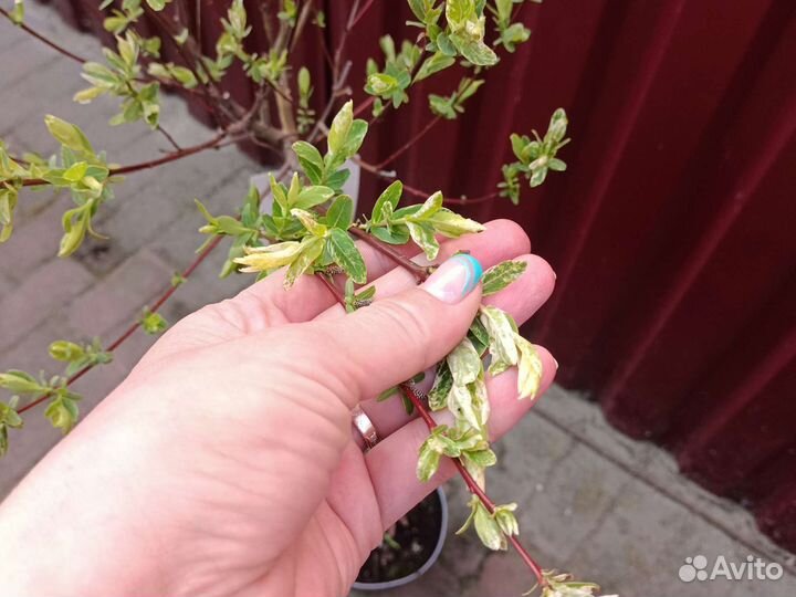 Ива Хакура нишики