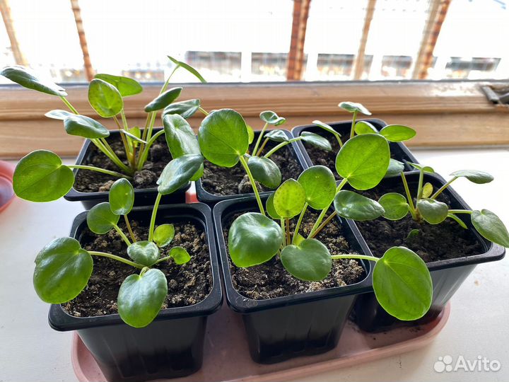 Пилея пеперомиевидная