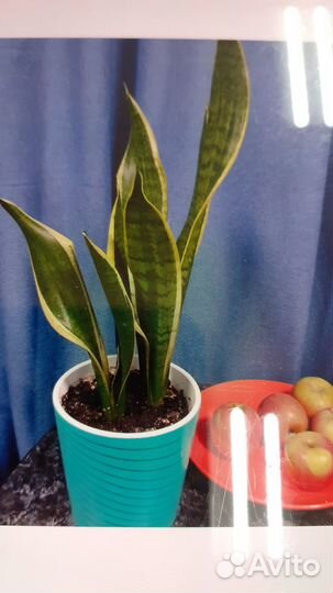 Продам цветы комнатные