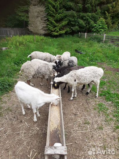 Продам баранов на мясо