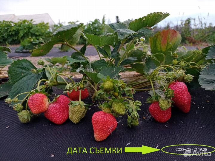 Клубника дает непрерывный урожай ягод