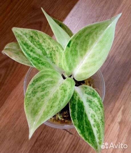 Аглаонема Сильвер розе