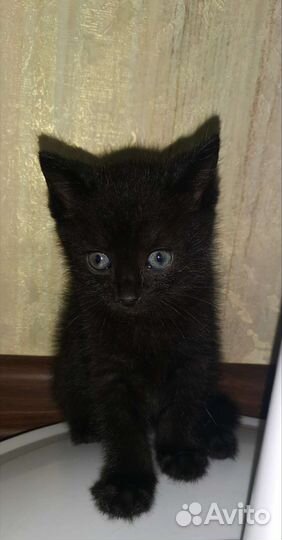 Черный котенок в добрые руки