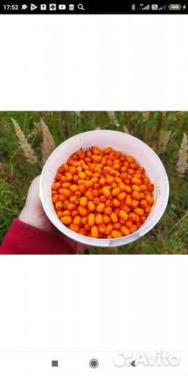 Клюква Черника брусника облепиха