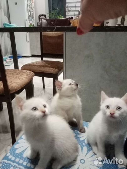 Котята в добрые руки бесплатно