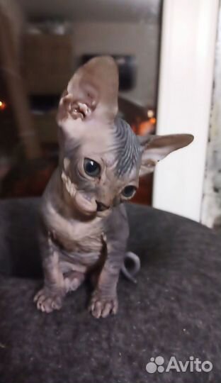 Донской сфинкс, девочка