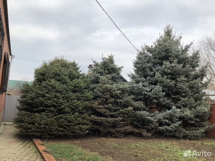 Голубые ели