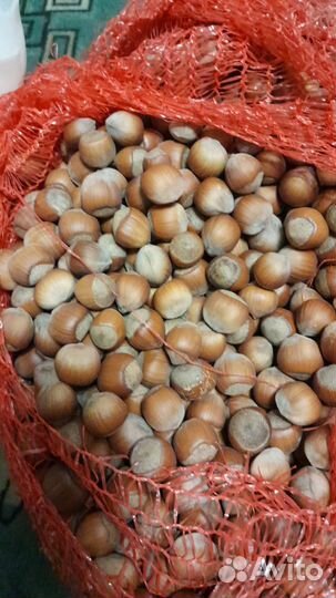 Орех фундук