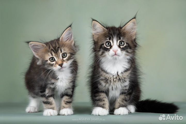 Норвежская лесная - гармония во всем