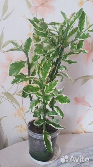 Педилантус