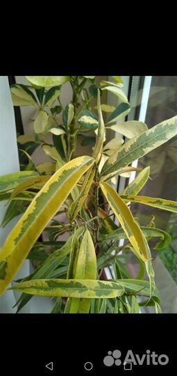 Комнатные цветы